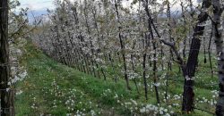 Zemljište (plantaža trešnje) 4500 m2 – Boškovići