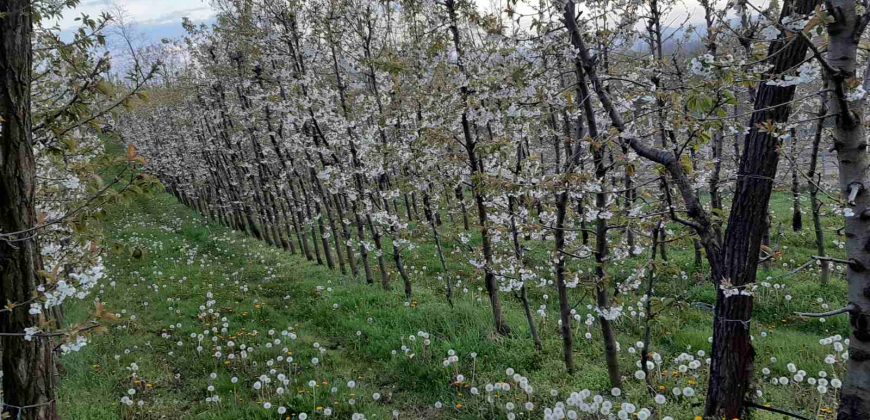 Zemljište (plantaža trešnje) 4500 m2 – Boškovići