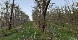 Zemljište (plantaža trešnje) 4500 m2 – Boškovići