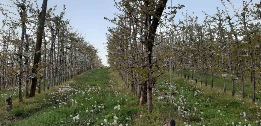 Zemljište (plantaža trešnje) 4500 m2 – Boškovići