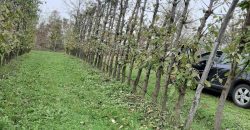 Zemljište (plantaža trešnje) 4500 m2 – Boškovići