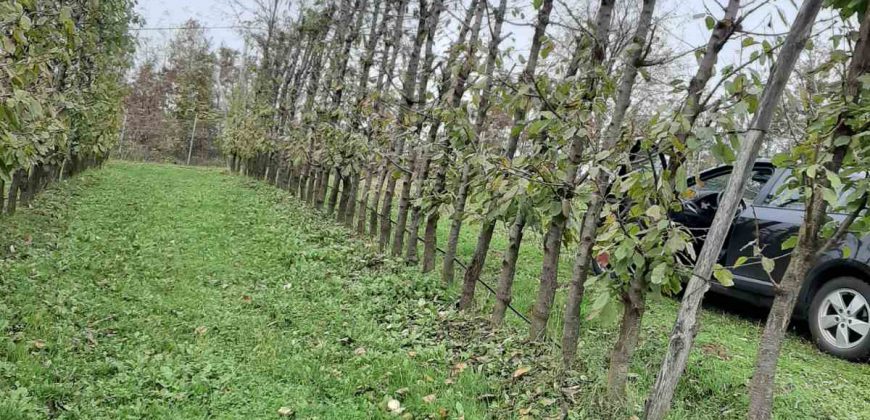 Zemljište (plantaža trešnje) 4500 m2 – Boškovići