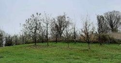 Zemljište (plantaža trešnje) 4500 m2 – Boškovići