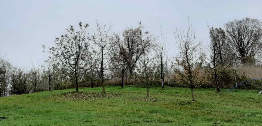 Zemljište (plantaža trešnje) 4500 m2 – Boškovići