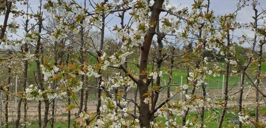 Zemljište (plantaža trešnje) 4500 m2 – Boškovići