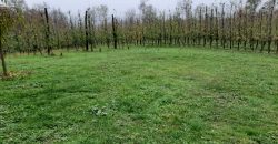 Zemljište (plantaža trešnje) 4500 m2 – Boškovići