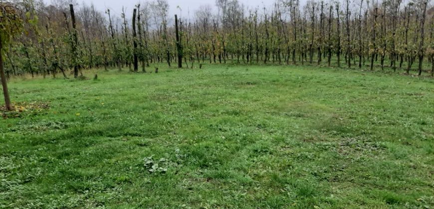 Zemljište (plantaža trešnje) 4500 m2 – Boškovići