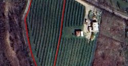 Zemljište (plantaža trešnje) 4500 m2 – Boškovići
