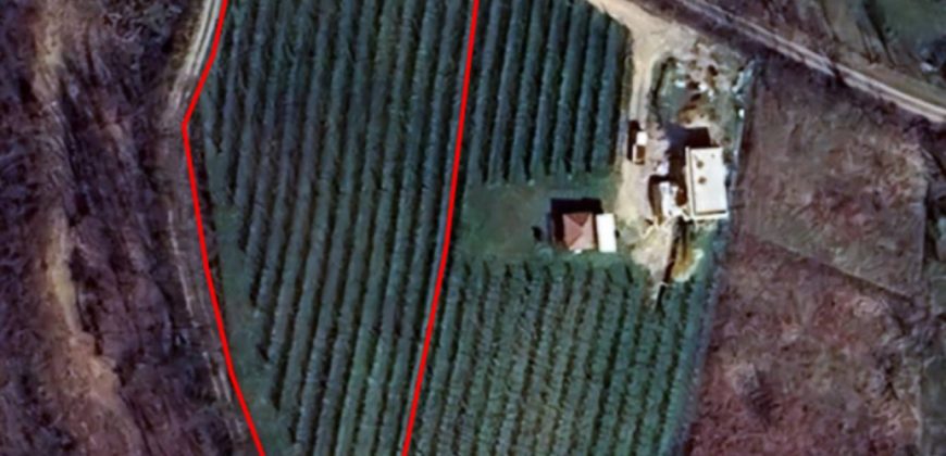 Zemljište (plantaža trešnje) 4500 m2 – Boškovići