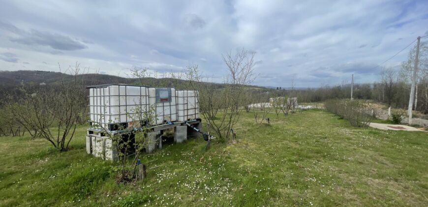 Plantaža Lješnjaka na zemljištu od 7079 m2 – Šušnjari