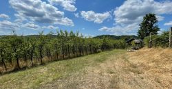 Voćnjak jabuka 3974 m2 – Jošavka